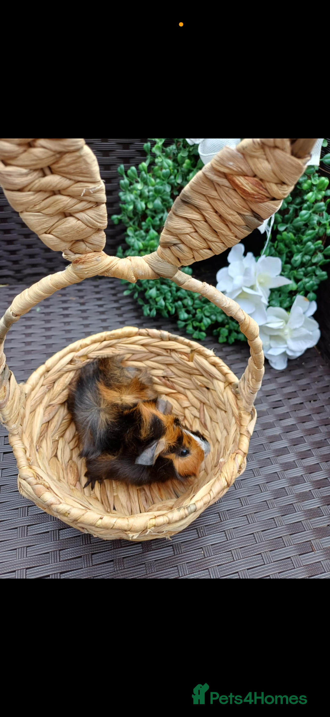 Guinea Pig rodents for sale: 3 long haired baby guinea pig babys - Image 5