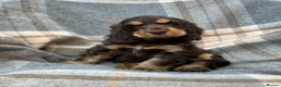 Cocker Spaniel dogs for sale: Adorable kc reg show cocker spanial  - Advert 5