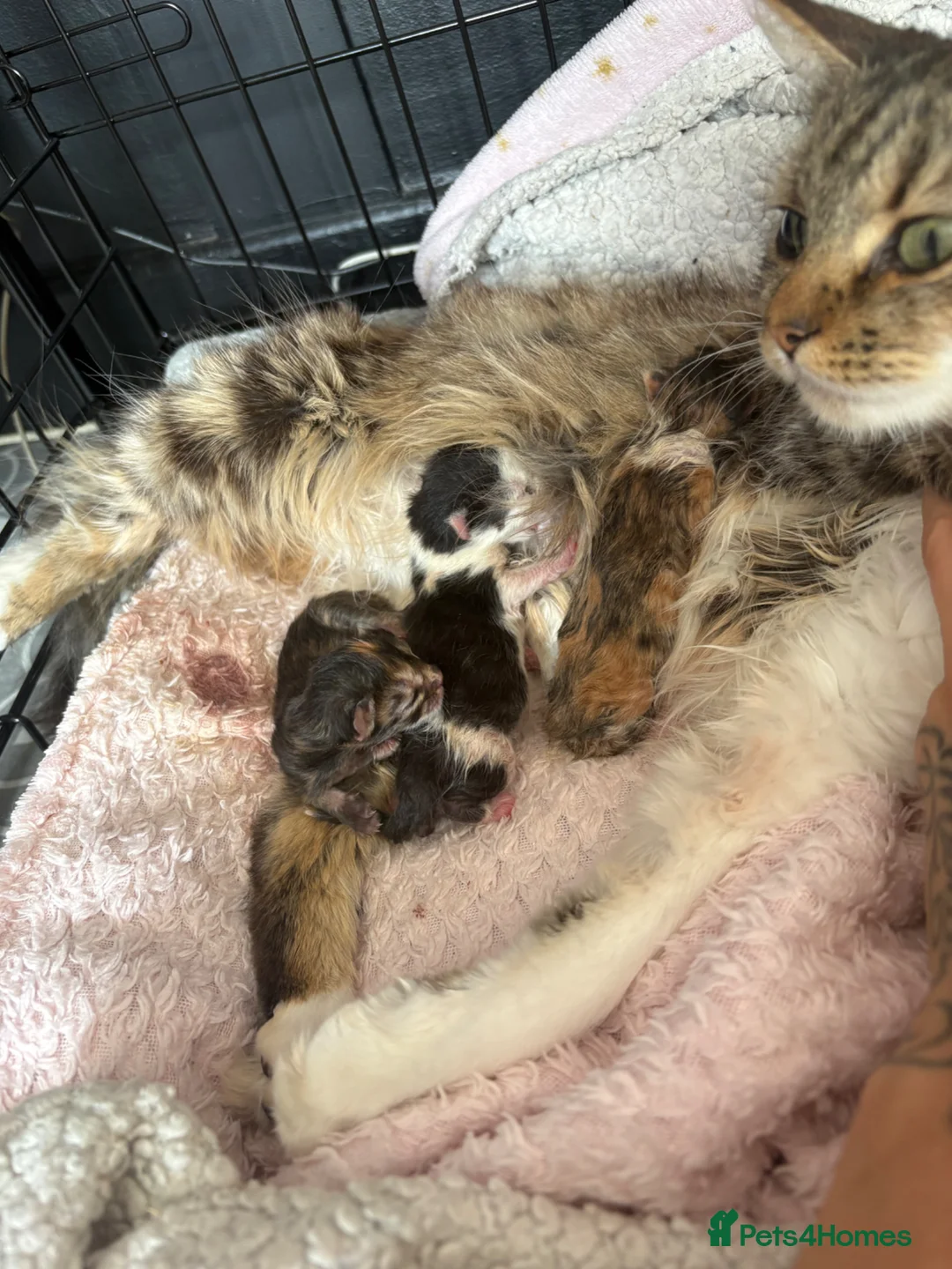 Mixed Breed cats for sale: Kitten’s for sale - Advert 2