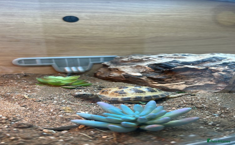 Tortoise reptiles - Advert 1
