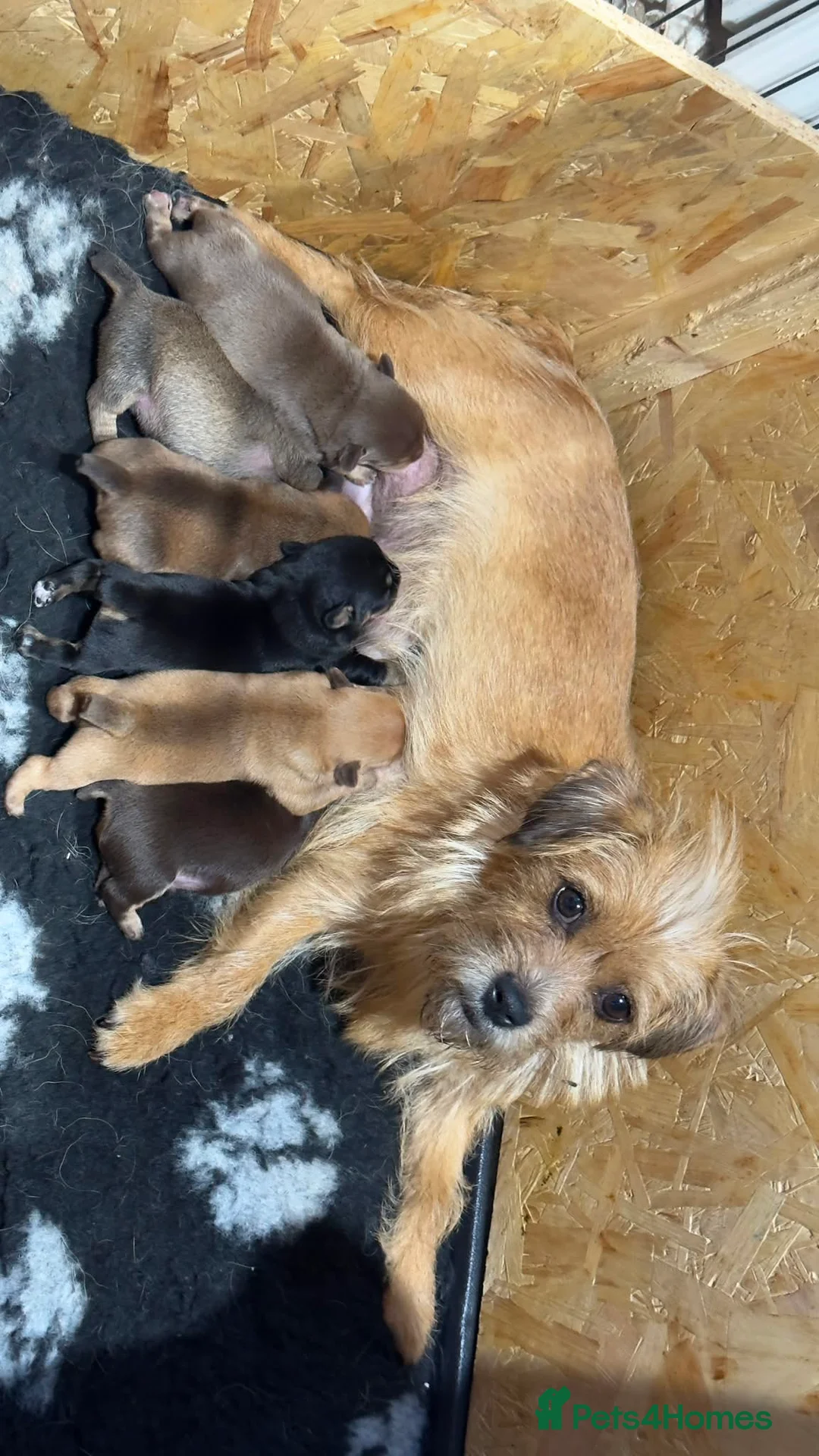 Jack Russell dogs for sale: Much wenlock rough coated Jack Russell’s  - Advert 7