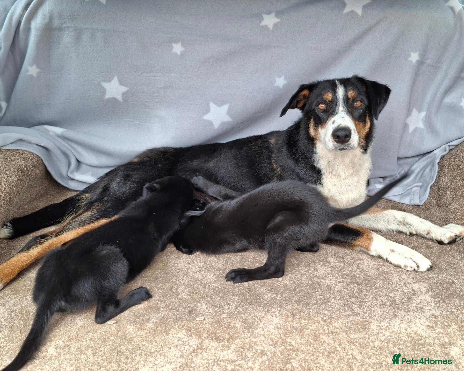 Mixed Breed dogs Flatcoat retriever x border collie - Advert 1