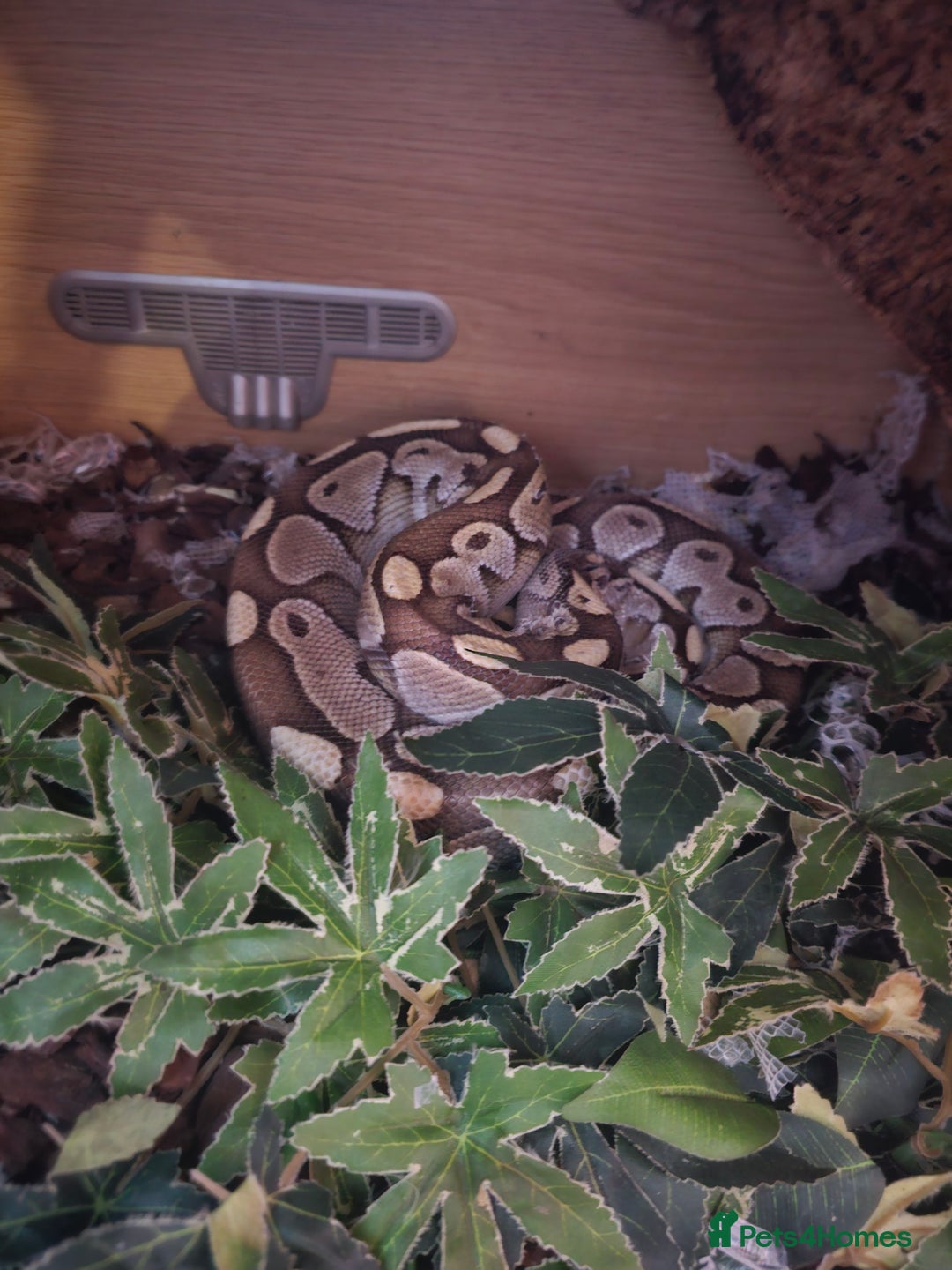 Python Snake reptiles for sale: Ball python 4/5ft 3 years old and tank  - Advert 3
