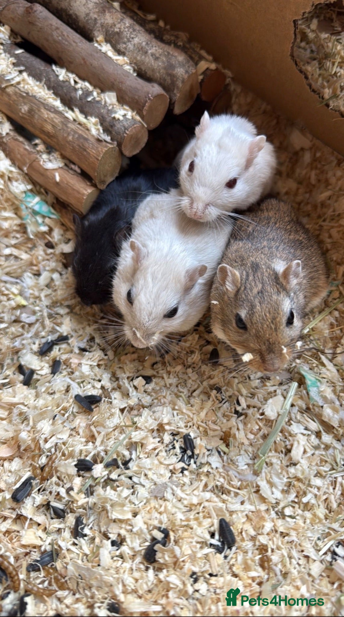 Gerbil rodents for sale: 4x Friendly Gerbils with huge cage full set up  - Advert 1