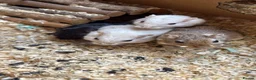 Gerbil rodents for sale: 4x Friendly Gerbils with huge cage full set up  - Advert 1
