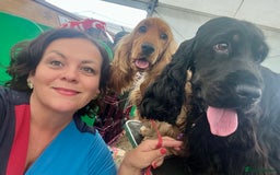 Cocker Spaniel dogs for sale: Beautiful Child friendly,calm show cocker spaniel  - Image 5