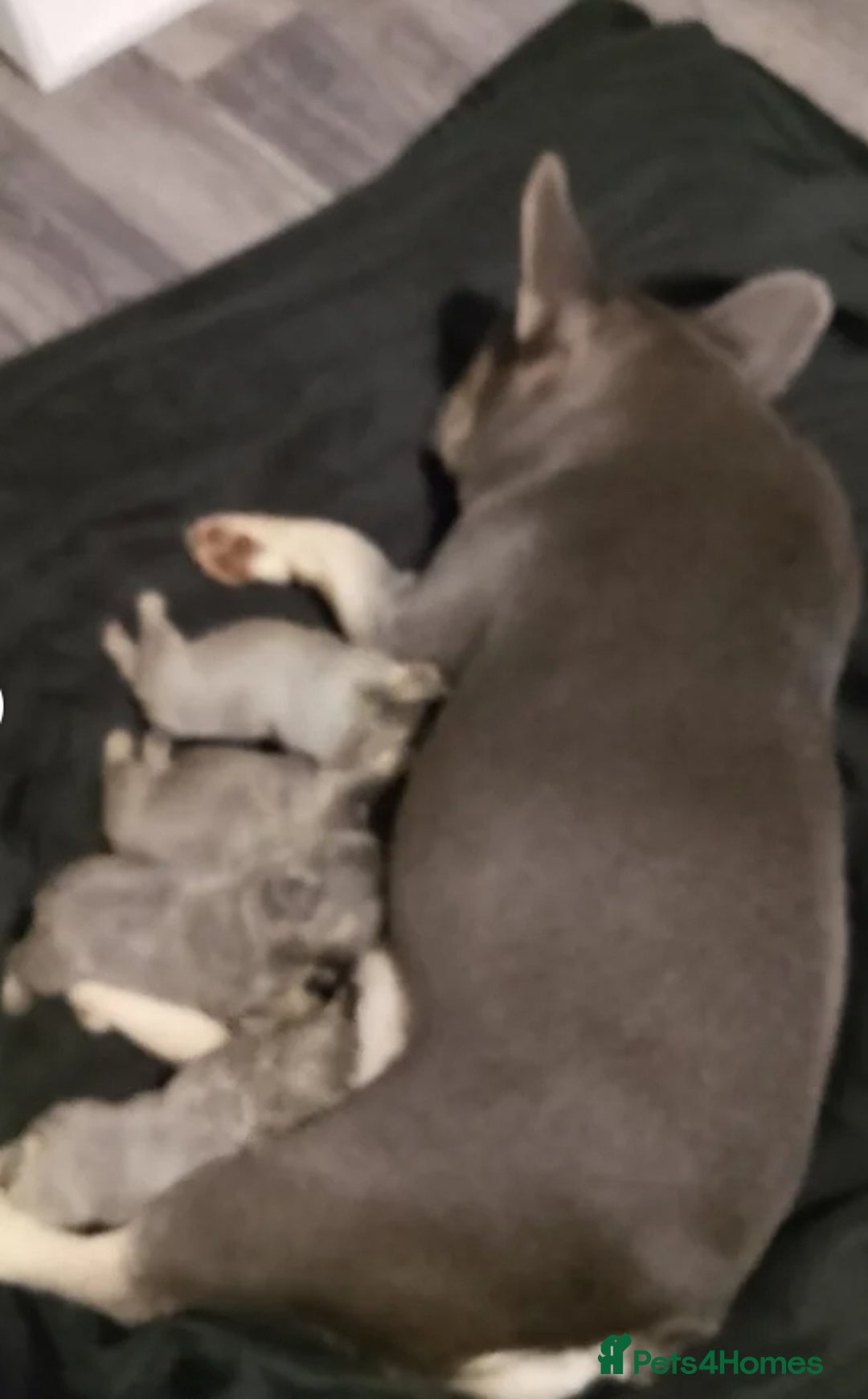 French Bulldog dogs for sale: Miniature French bulldog  - Image 8