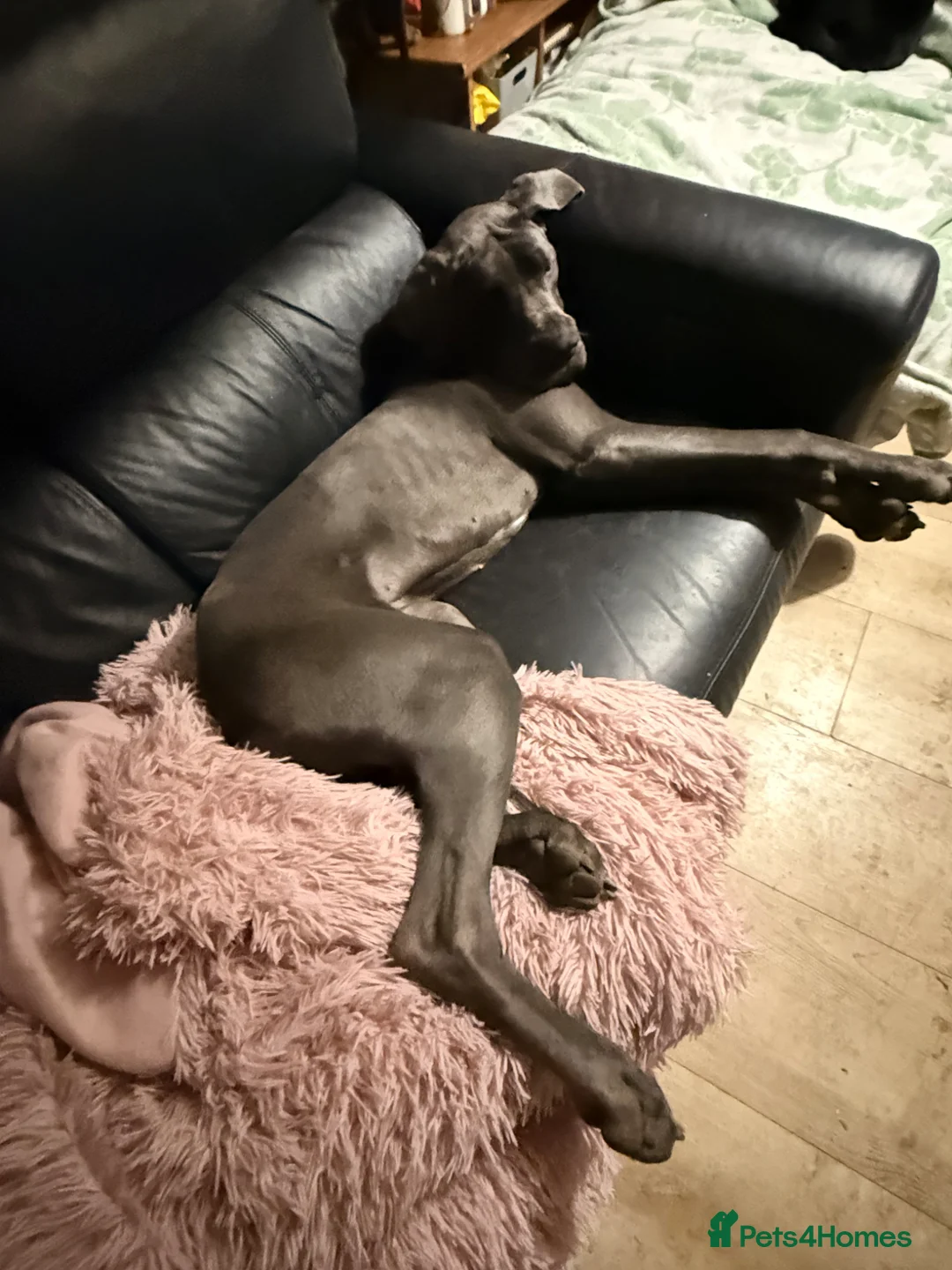 Great Dane dogs for sale: Nessy the Great Dane  - Advert 2