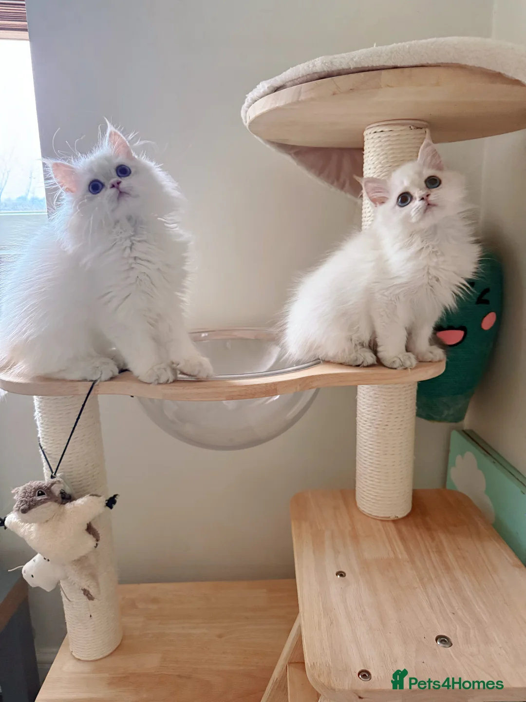 British Longhair cats for sale: Stunning Golden British Longhair Kittens - Advert 5