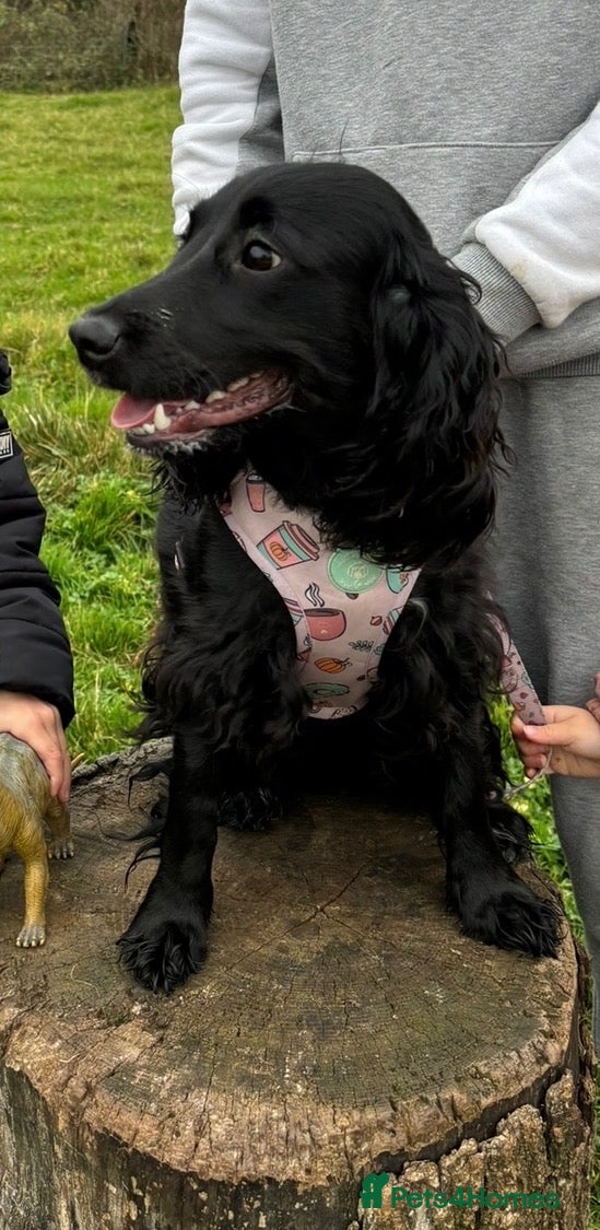 Cocker Spaniel dogs Gorgeous cocker spaniels READY NOW 💖🐾 - Advert 2