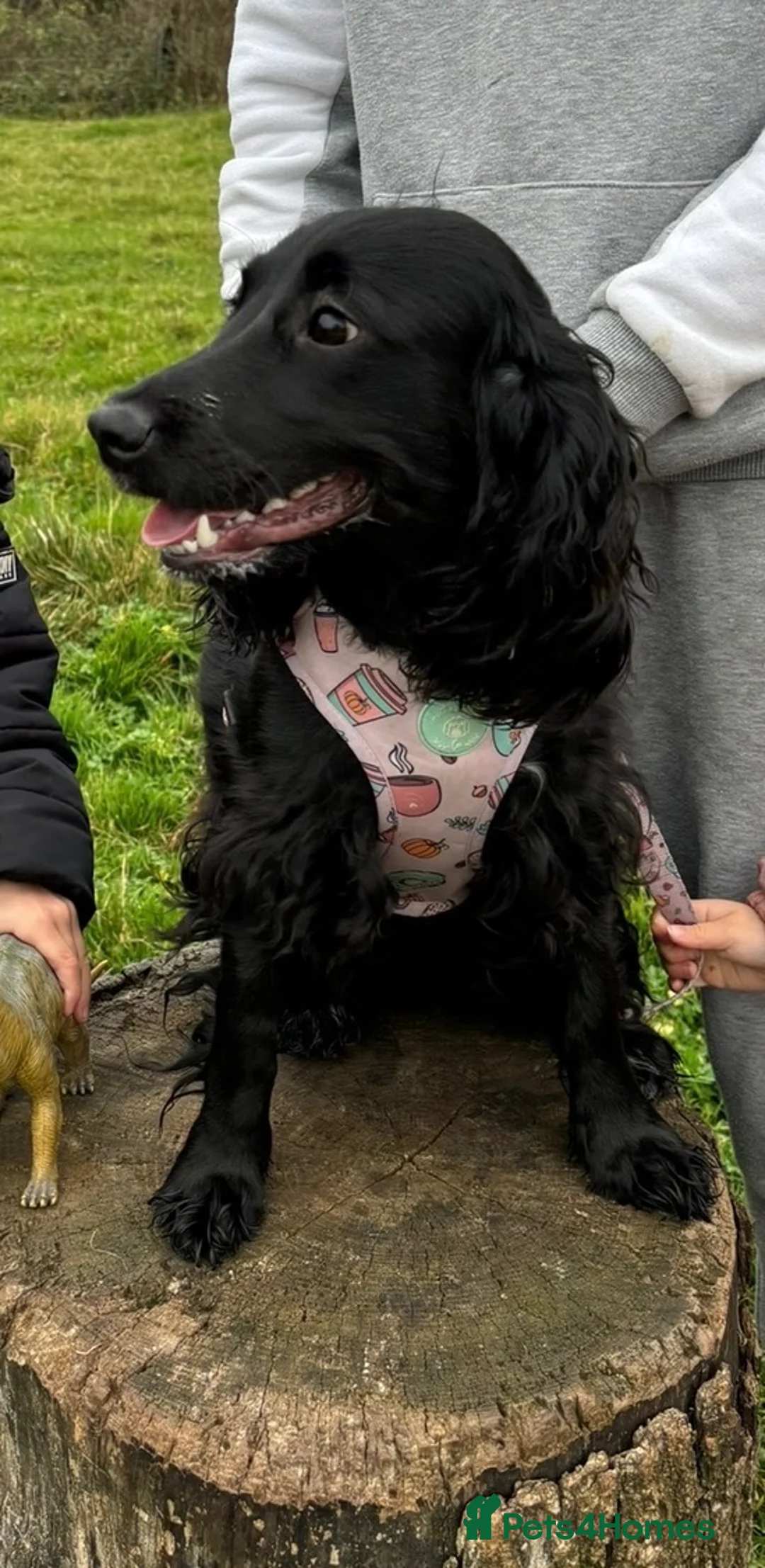 Cocker Spaniel dogs for sale: Gorgeous cocker spaniels READY NOW 💖🐾 - Advert 2