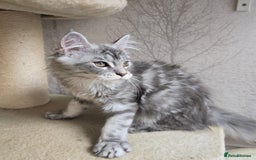 Maine Coon cats for sale: READY NOW Maine Coon Kitten Russian/Shaded lines in Hull - Image 25