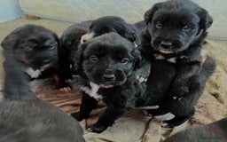 Mixed Breed dogs for sale: Golden retriever/Collie Mix pups - Advert 8