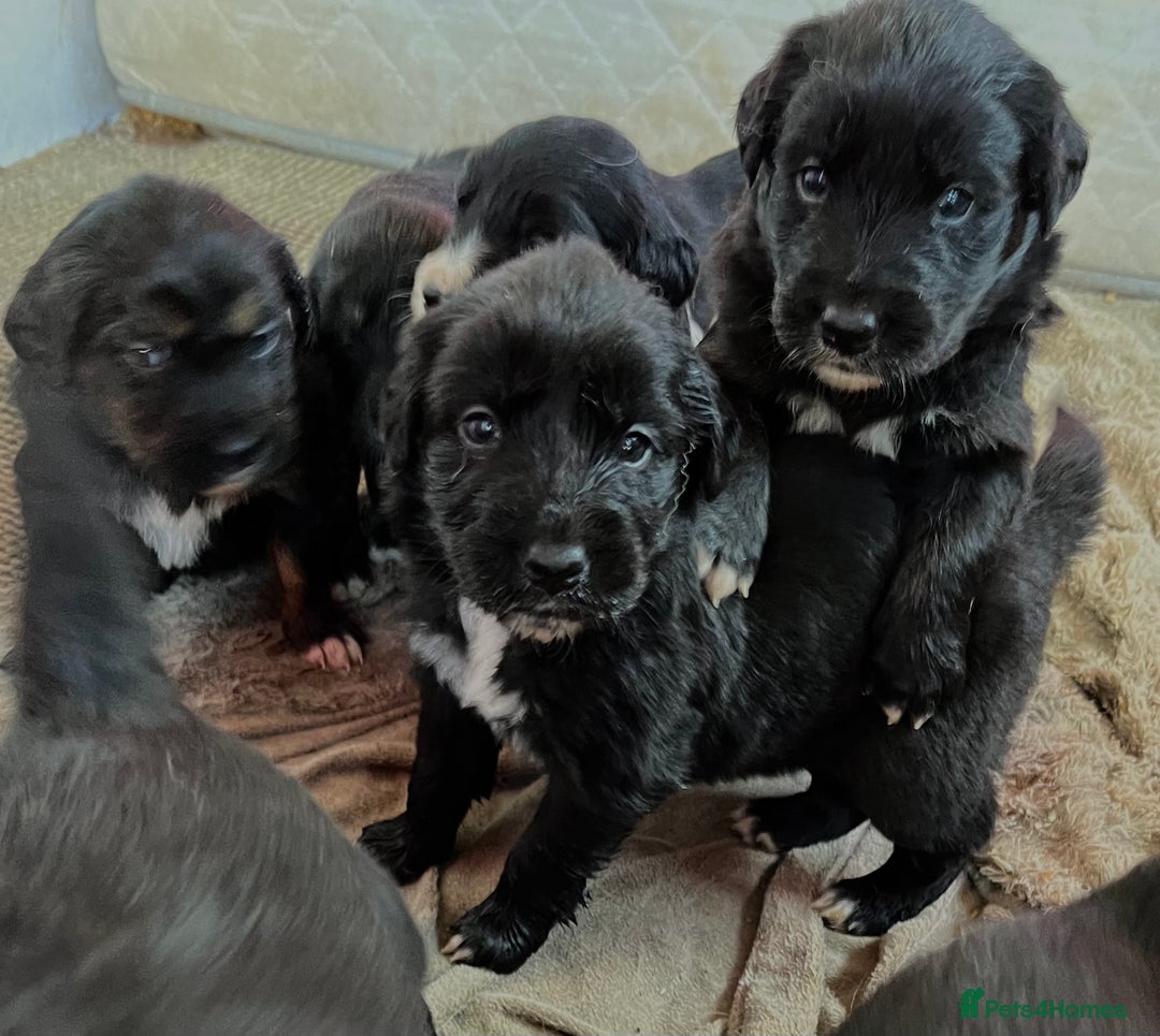 Mixed Breed dogs for sale: Golden retriever/Collie Mix pups - Advert 8