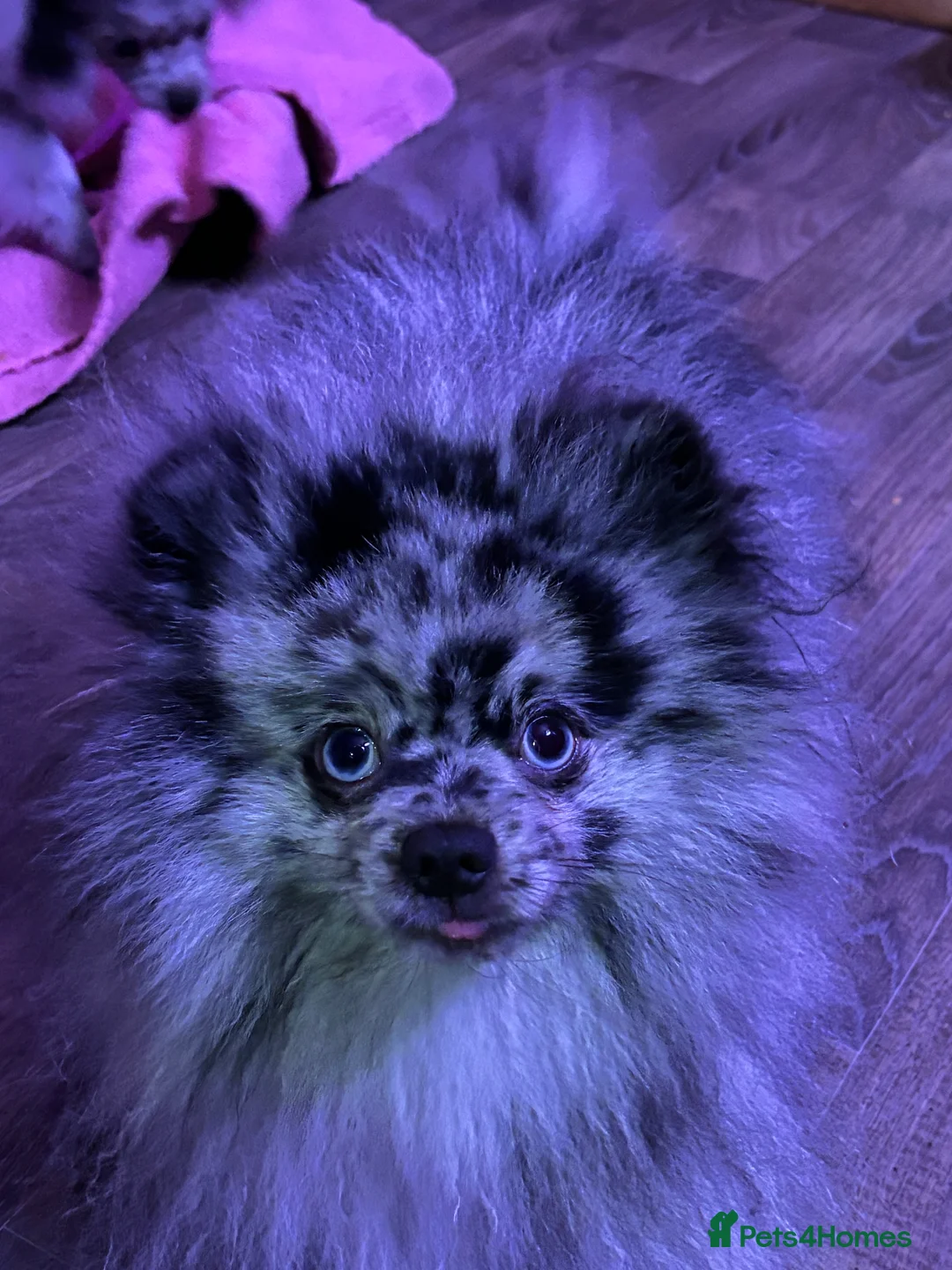 Pomeranian dogs for stud: Beautiful blue eyed Alaskan merle Pomeranian stud in Swansea - Advert 2
