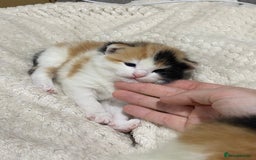 Mixed Breed cats for sale: long haired calico kittens  - Image 5
