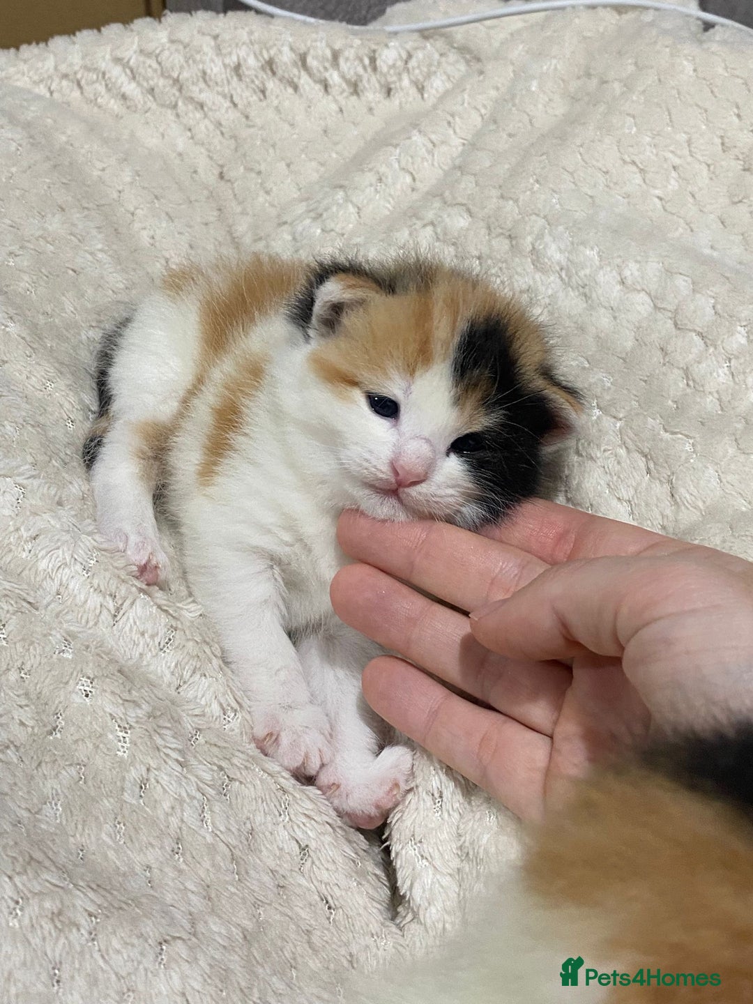 Mixed Breed cats for sale: long haired calico kittens  - Image 5