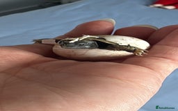 Tortoise reptiles for sale: Herman’s Tortoise Hatchlings  - Image 2