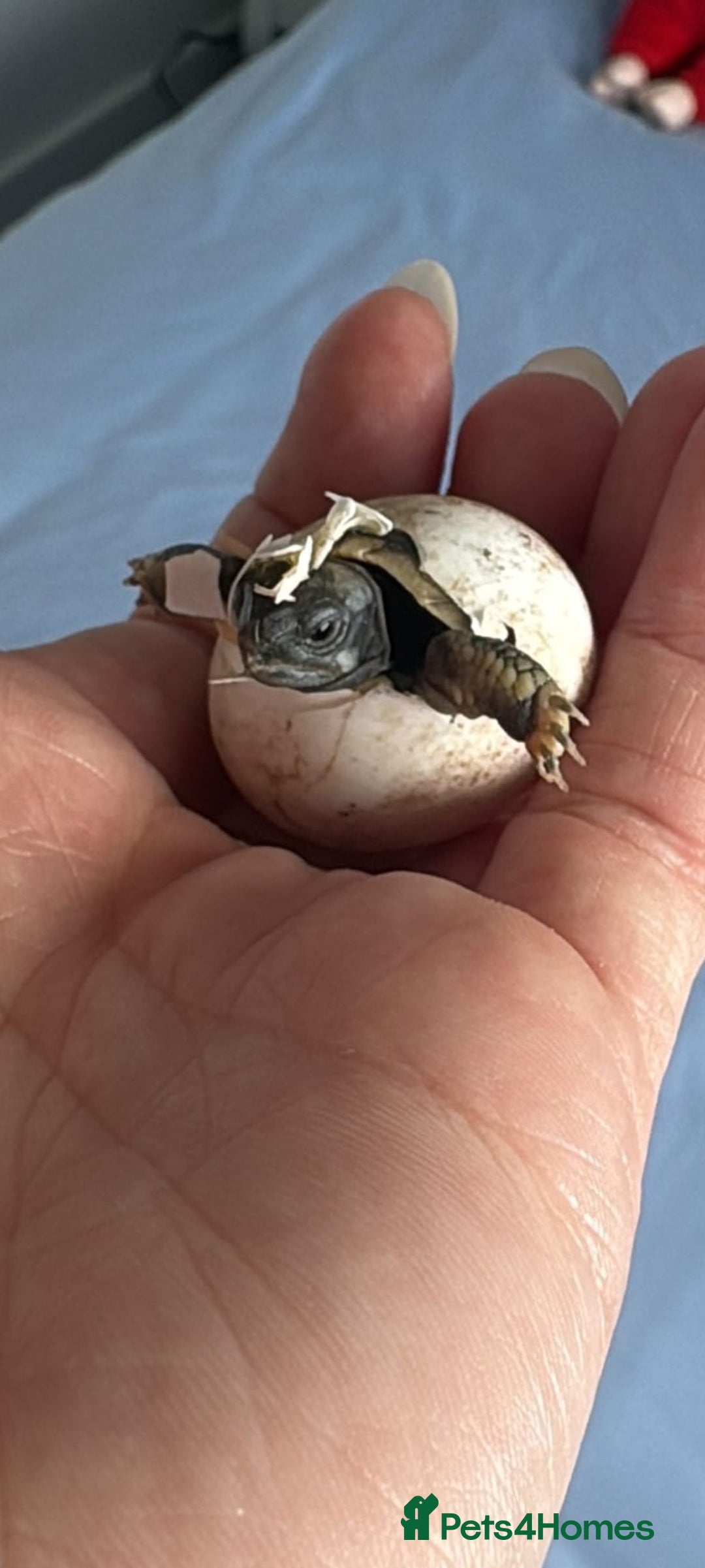Tortoise reptiles for sale: Herman’s Tortoise Hatchlings  - Image 2