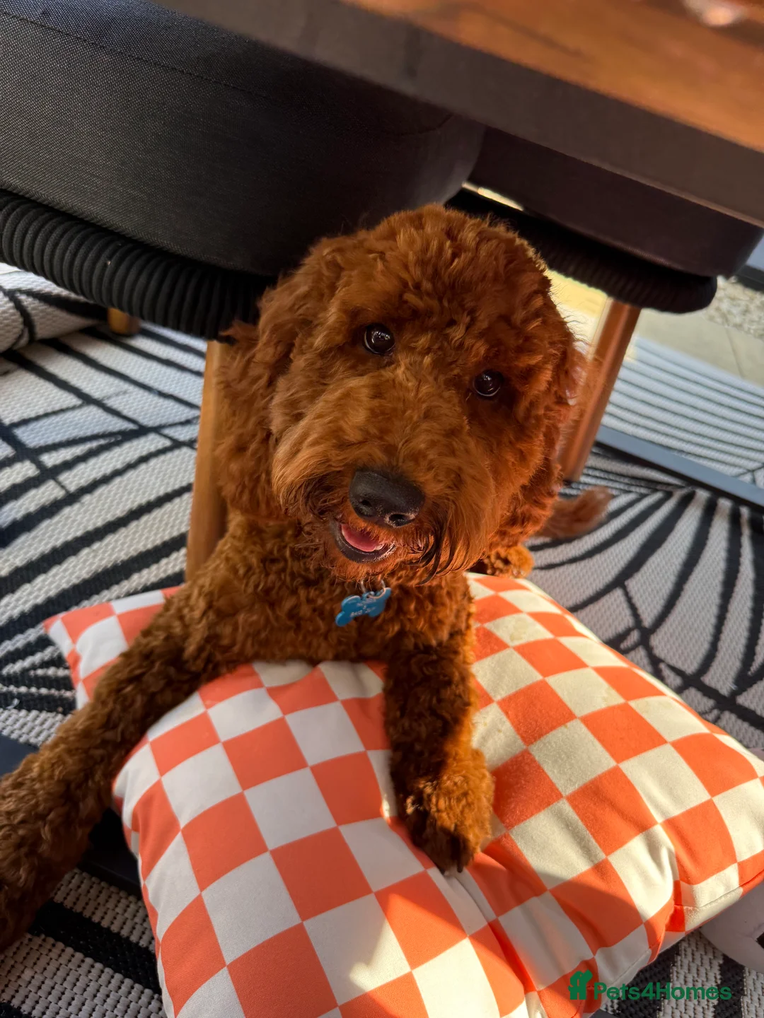 Cockapoo dogs for sale: Handsome 1 year old cockapoo Elvis 💙 - Advert 1