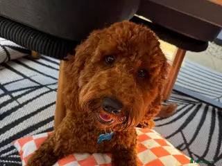 Cockapoo dogs Handsome 1 year old cockapoo Elvis 💙 - Advert 3