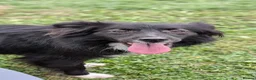 Mixed Breed dogs for adoption: Nala for adoption in Leigh-on-Sea - Advert 8