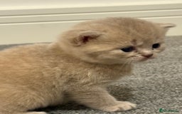 British Shorthair cats for sale: gorgeous gccf pedigree British short hair kittens - Image 5