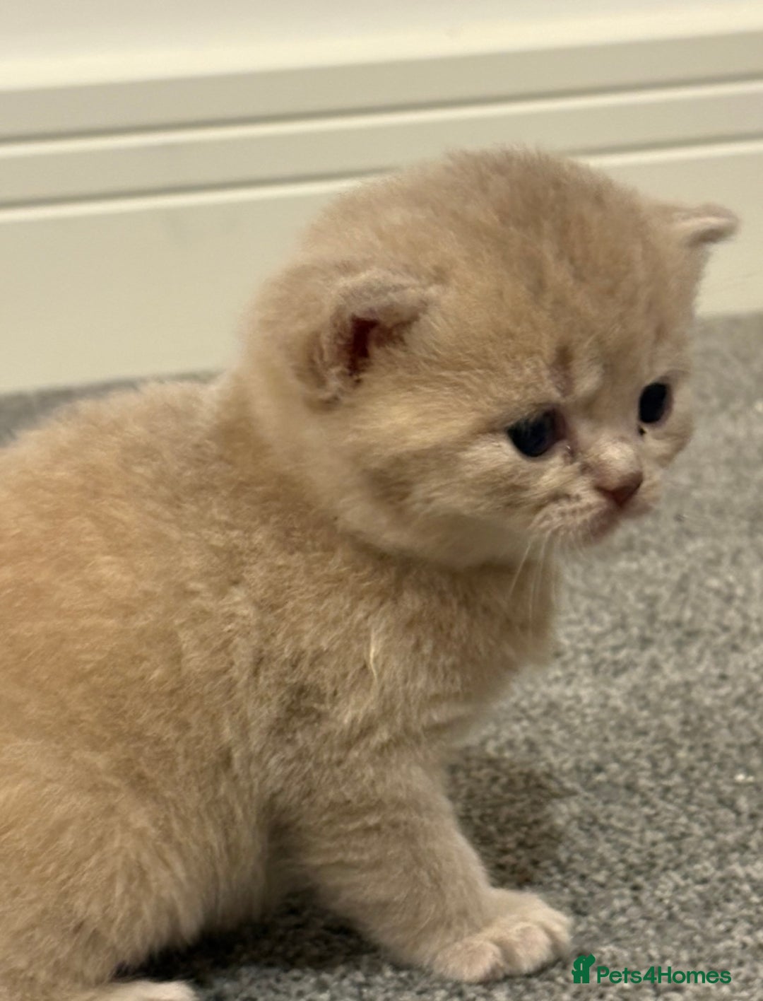 British Shorthair cats for sale: gorgeous gccf pedigree British short hair kittens - Image 5