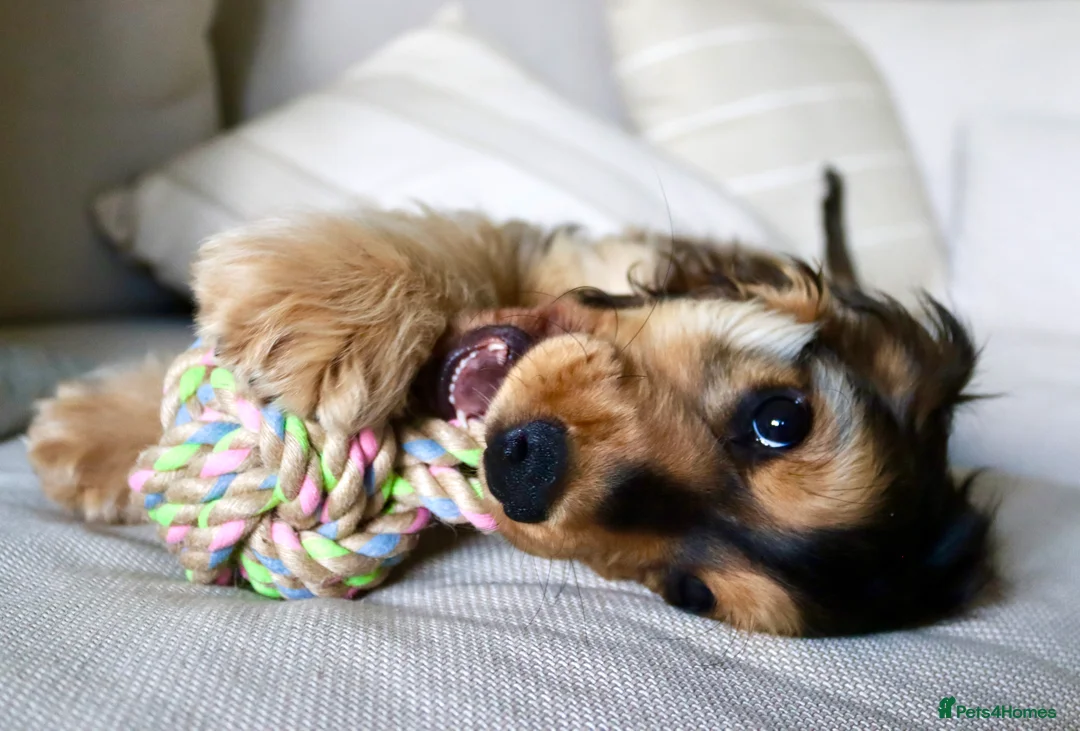 Cocker Spaniel dogs for stud: Beautiful Stud in Gloucester - Advert 5