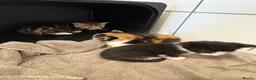 Mixed Breed cats for adoption: Beautiful kittens - Advert 3