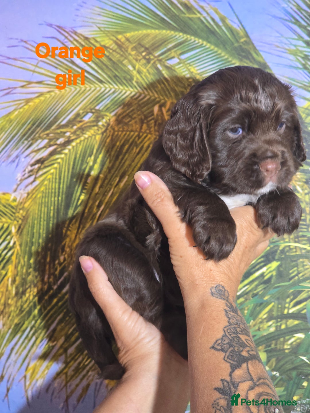 Sprocker dogs for sale: Beautiful Sproker pups for sale   - Image 25