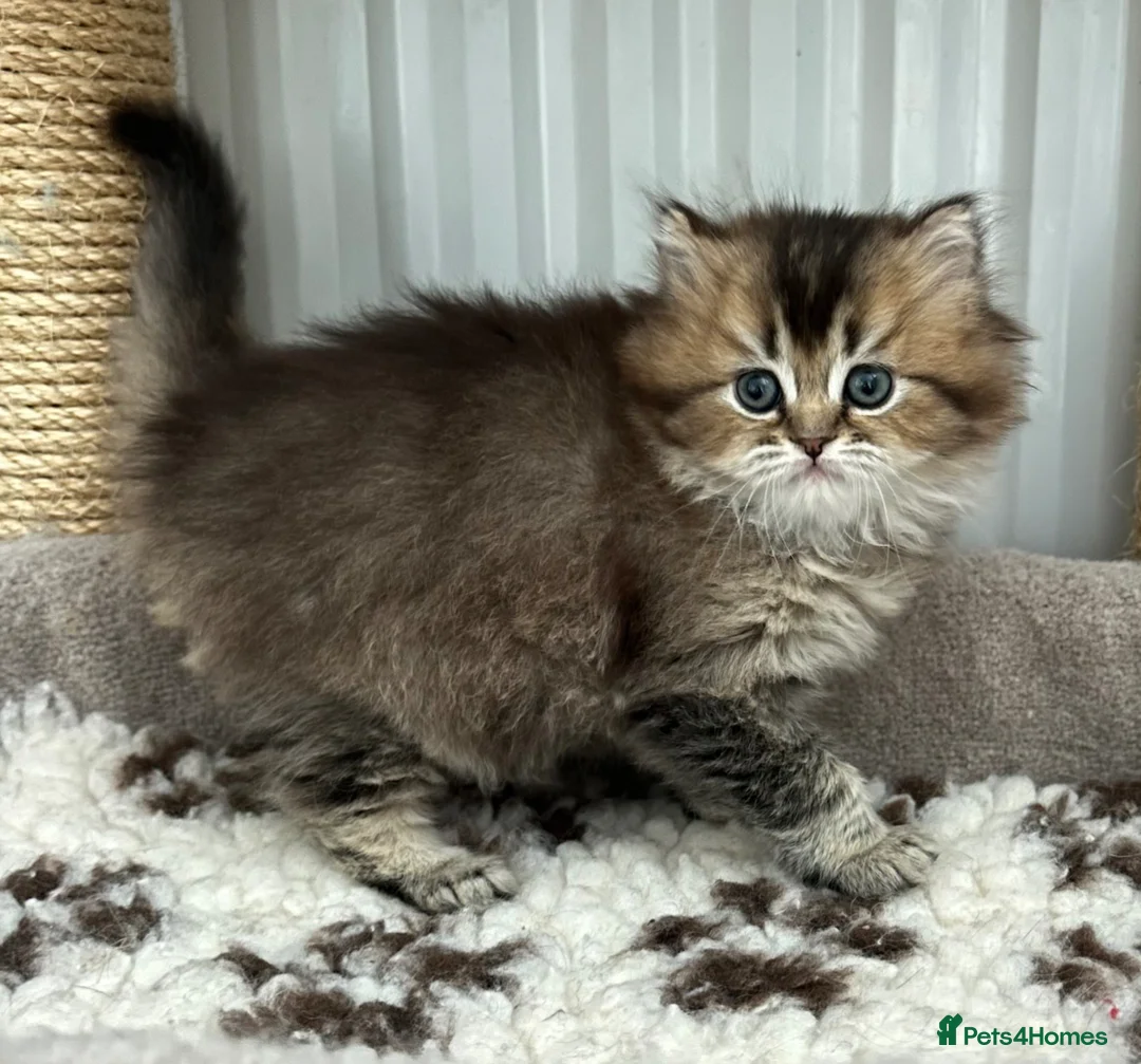 British Longhair cats for sale: Beautiful female Bluffin kitten available  - Advert 2