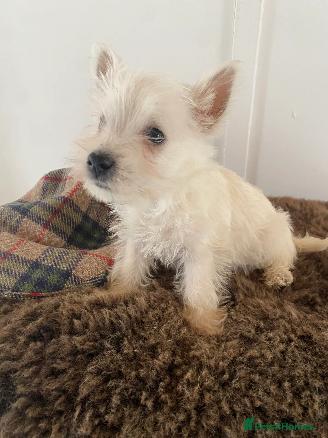 West Highland Terrier dogs for sale: West highland terrier  - Advert 15