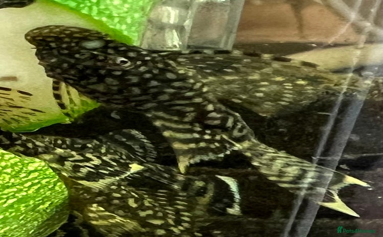 Plecos fish in Wolverhampton - Advert 3