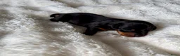 Miniature Dachshund dogs for sale: Three Stunning Mini Daschunds Girls - Advert 5