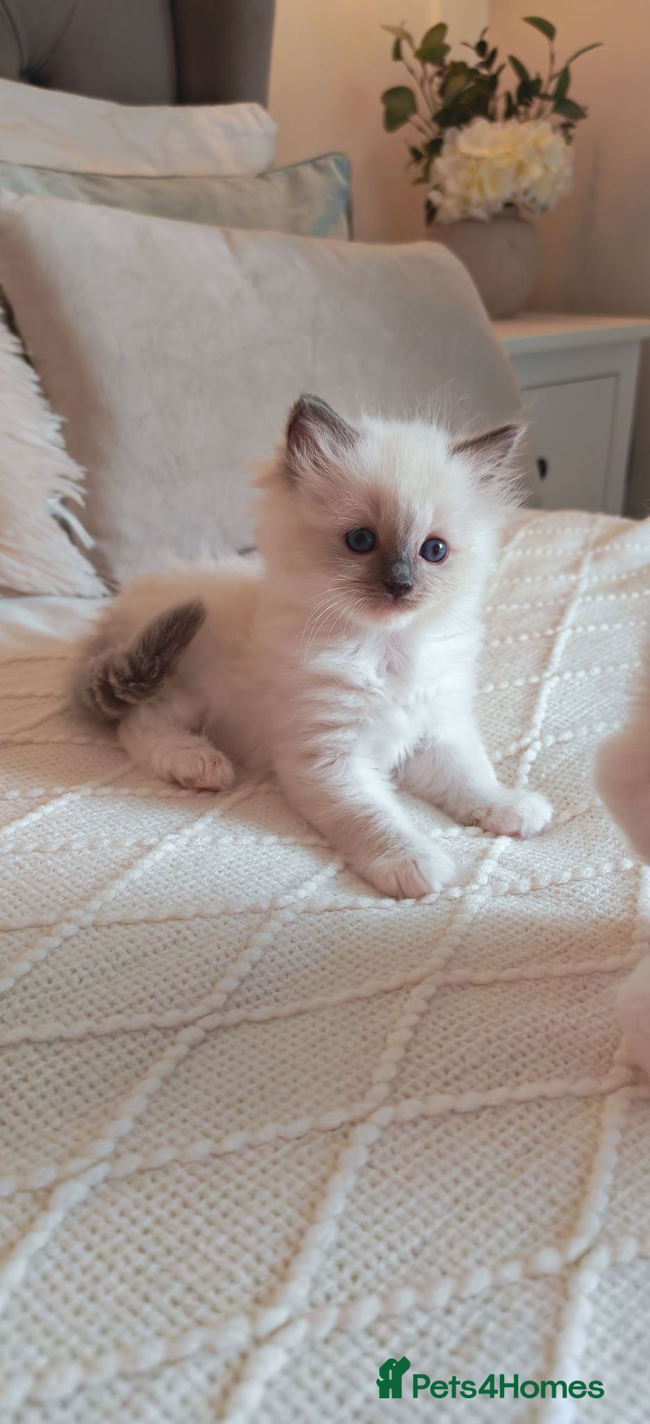 Ragdoll cats Raised with Love, looking for forever homes 🏠❤️ - Advert 10