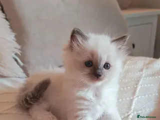 Ragdoll cats Raised with Love, looking for forever homes 🏠❤️ - Advert 10