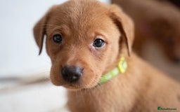 Labrador Retriever dogs for sale: Stunning Fox Red Labrador Puppies For Sale - Image 7