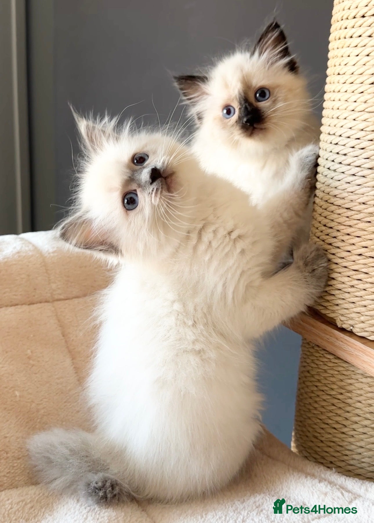 Ragdoll cats for sale: Ragdoll Kittens GCCF & Health Tested  - Advert 16