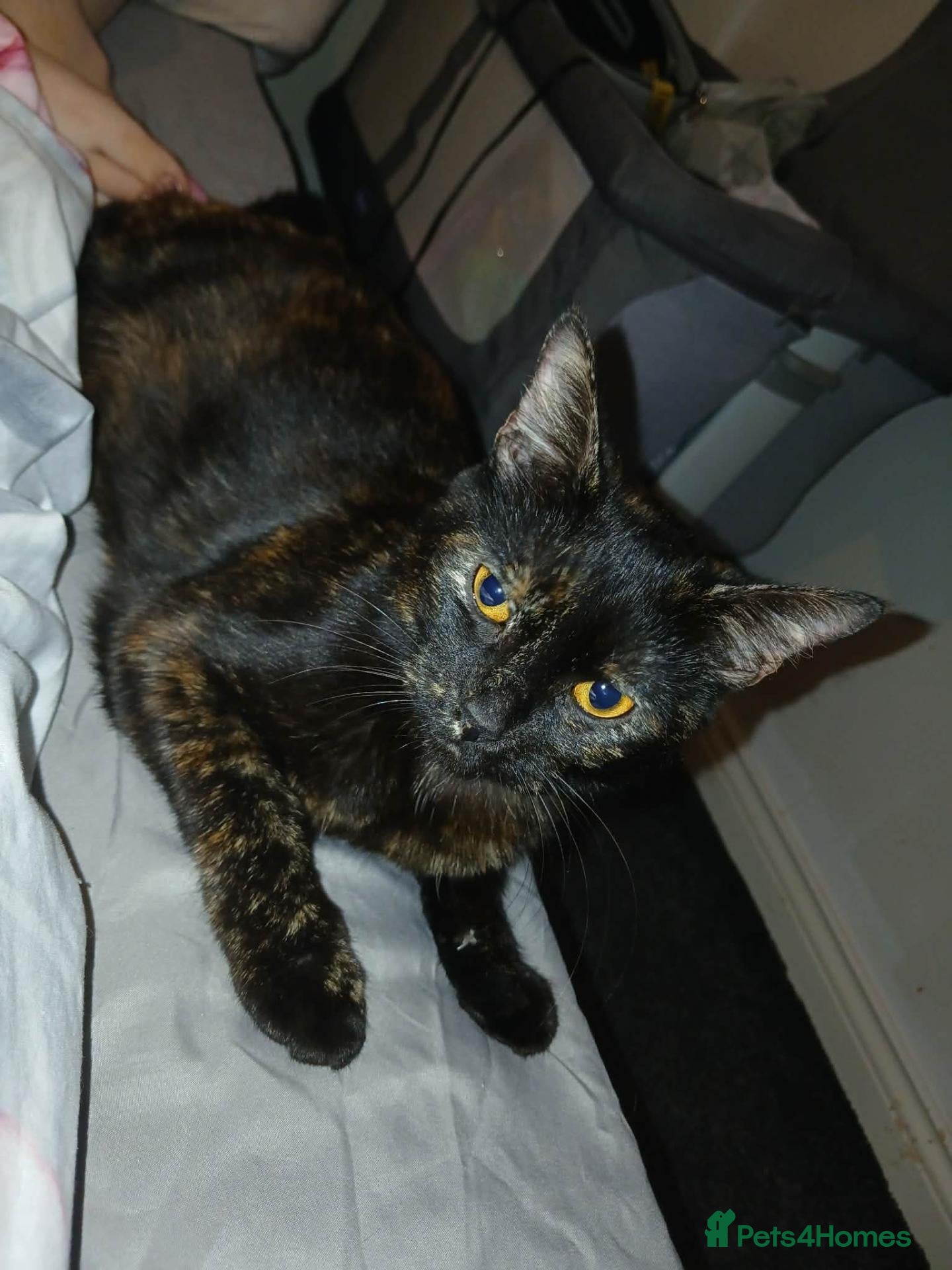 Mixed Breed cats Mother for sale - Advert 1