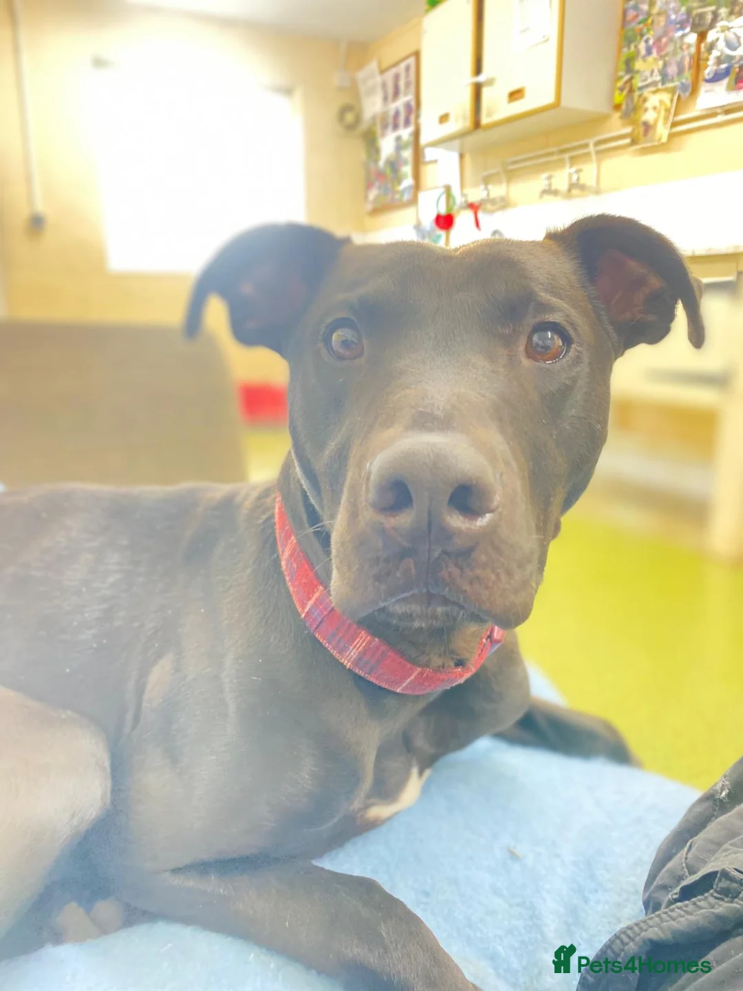 Mixed Breed dogs for adoption: Captain - Advert 2