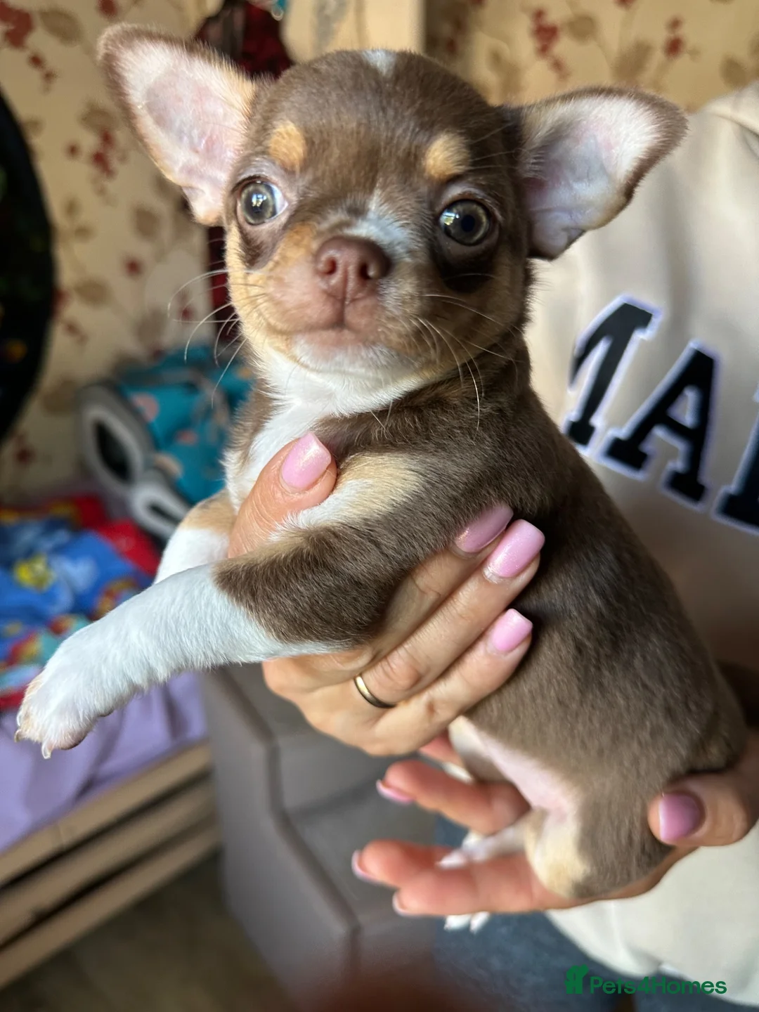 Chihuahua dogs for sale: Chihuahua puppies - Advert 13