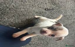Chihuahua dogs for sale: Full pedigree Chihuahua puppies  - Image 32