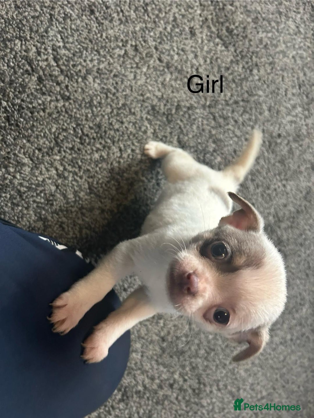 Chihuahua dogs for sale: Full pedigree Chihuahua puppies  - Image 32
