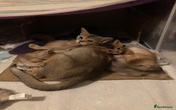 Abyssinian cats for sale: Beautiful Pedigree Abyssinian kitten - Image 6