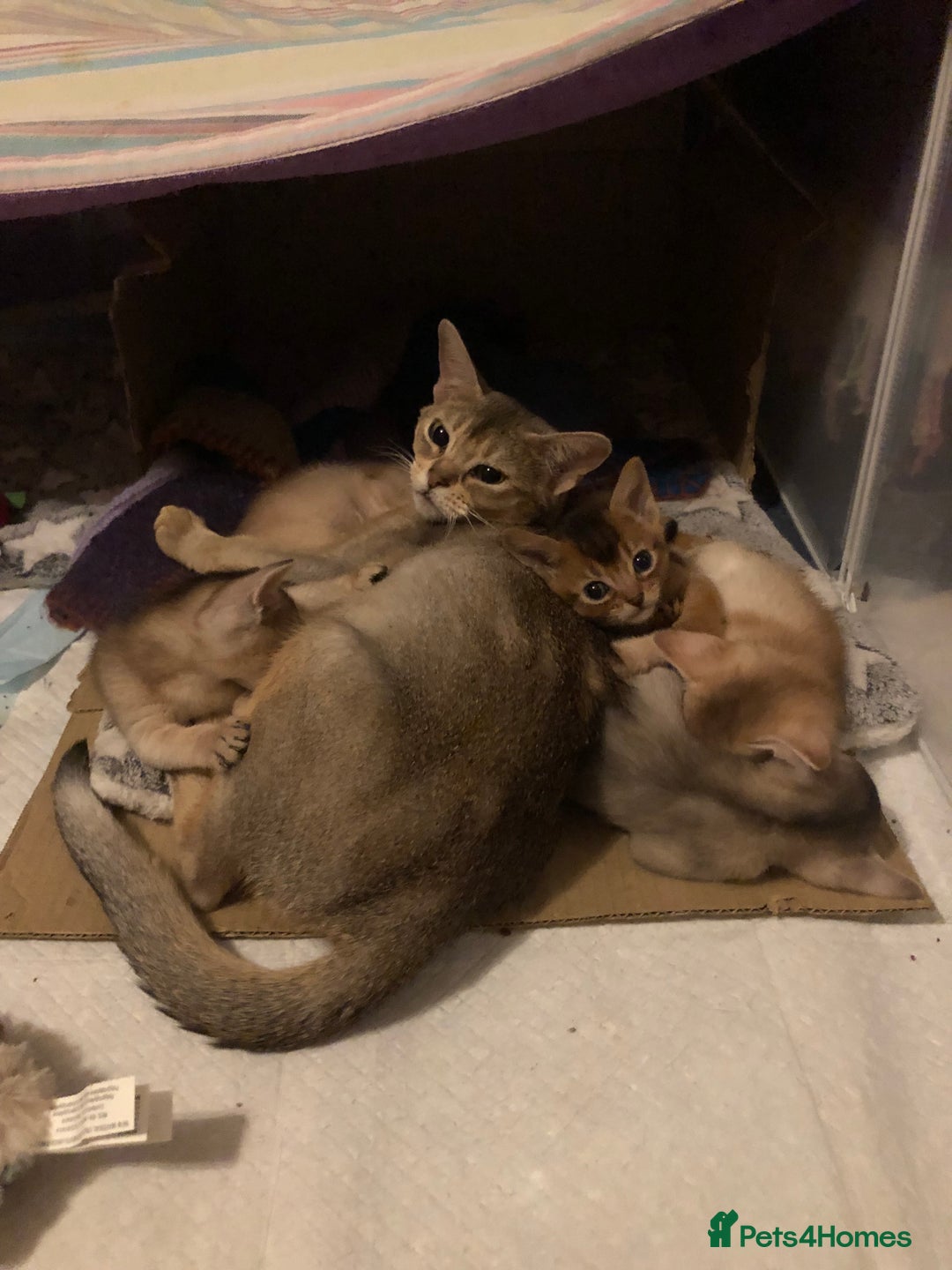 Abyssinian cats for sale: Beautiful Pedigree Abyssinian kitten - Image 6