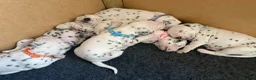 Dalmatian dogs for sale: *1 left please read* Purebred Dalmatian puppies - Advert 9