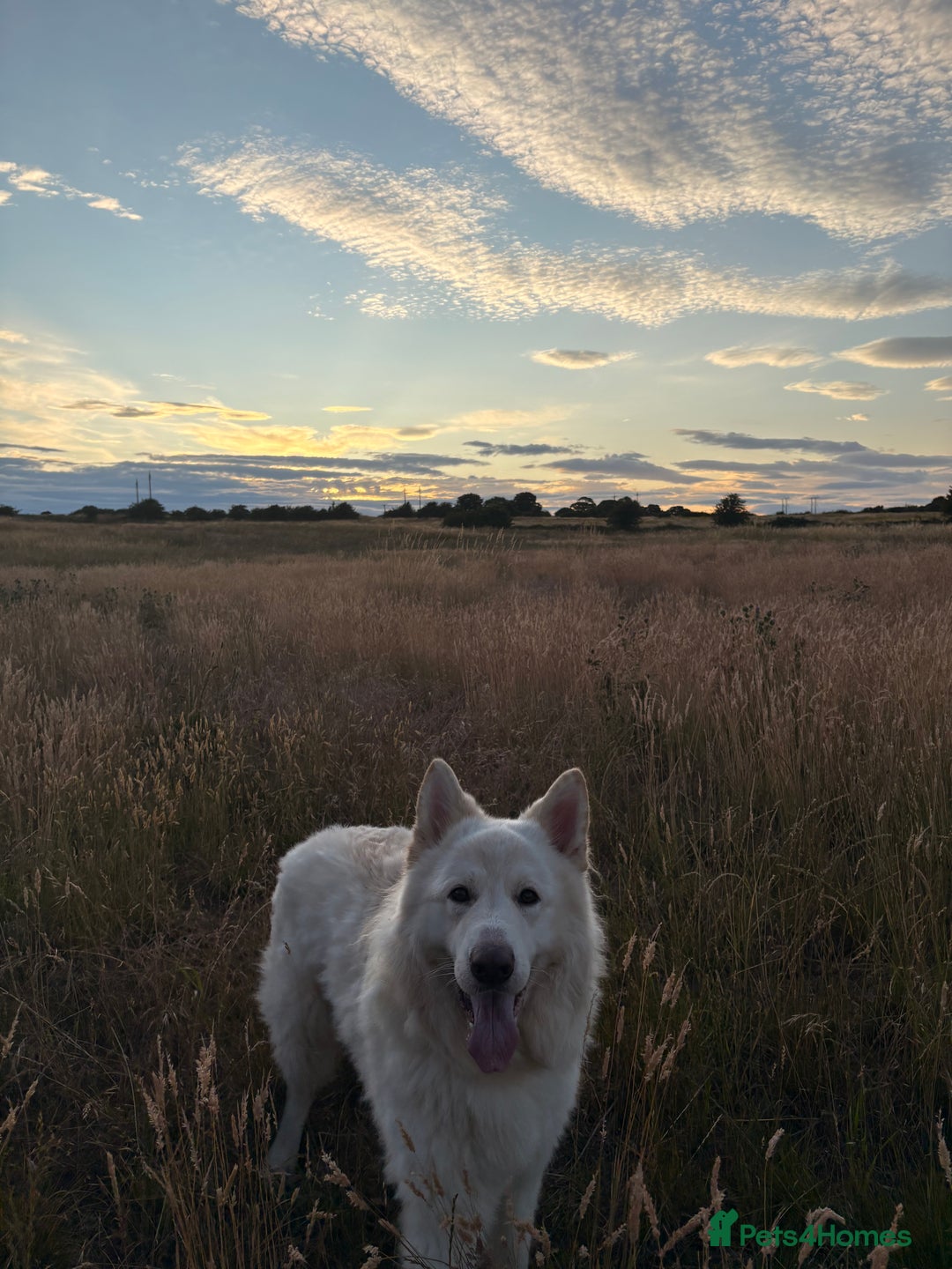 German Shepherd dogs for sale: Valentine - Image 1