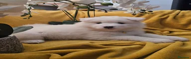 Samoyed 7