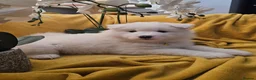 Samoyed dogs for sale: Adorable Samoyed puppies  - Advert 12